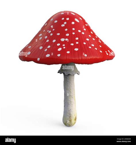 Fly Agaric Mushroom Illustration Stock Photo Alamy