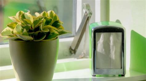 Peperomia Plants: Complete Plant Care and Growing Guide