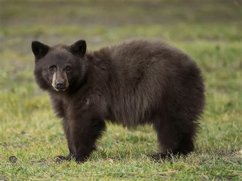 Bears At Mammoth Lakes Imagelight