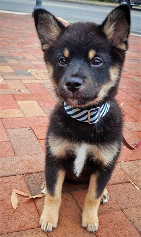 Black Shiba Inu German Shepherd Mix