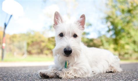 Scottish Terrier Dog Breed Information - Vetstreet | Vetstreet