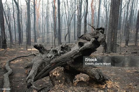 Consecuencias De Los Incendios Forestales Australianos Árboles De Eucalipto Quemados Sufridos