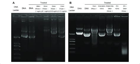 Plasmid Dna Protection Assay A Same Amount G Of Pdna Treated