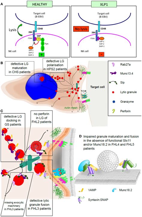 Familial Hemophagocytic Lymphohistiocytosis And The Immunological