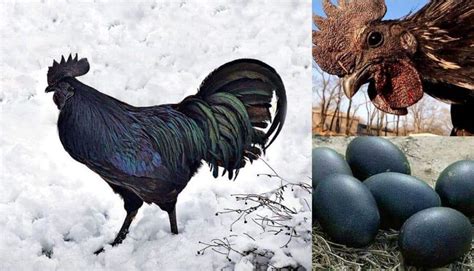 5 Best Black Chicken Breeds With Pictures