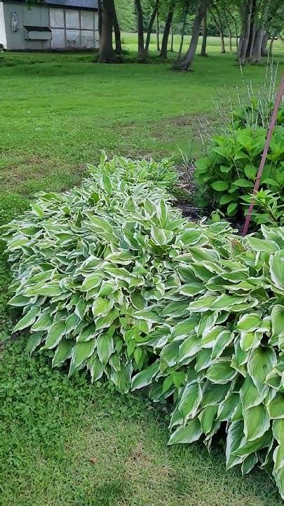 Hydrangeas And Hostas Corner Youtube