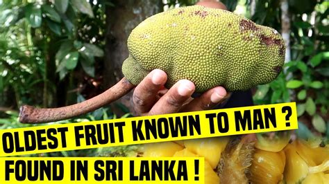 The Oldest Fruit Known To Man Ceylon Breadfruit Or Wal Del In Sri