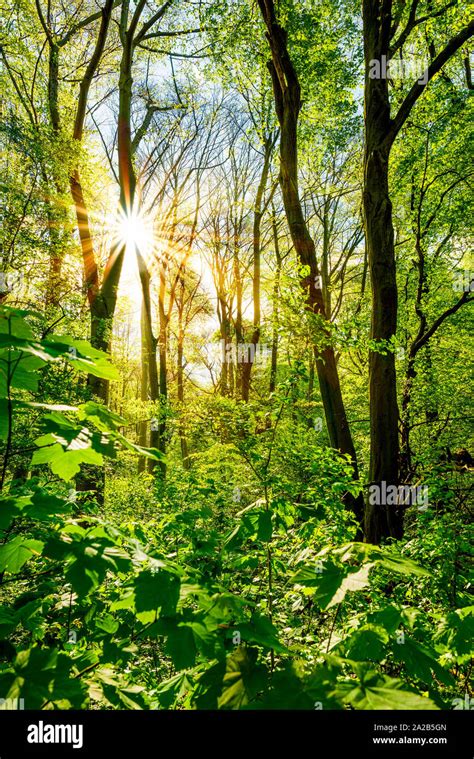 Sonnenstrahlen Leuchten Wald Hi Res Stock Photography And Images Alamy