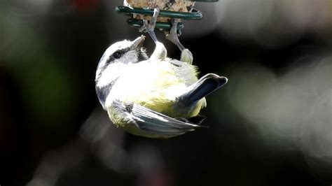 Ap Dscn Petit Oiseau M Sange Bleue Picore B Flickr