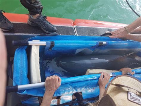 Vaquita rescue mission ends in Mexico — Porpoise Conservation Society