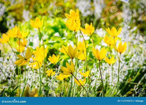 Fundo Da Mola As Tulipas Amarelas Bonitas Imagem De Stock Imagem