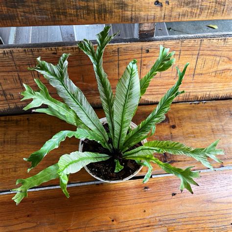 Jual Asplenium Nidus Variegated Tanaman Hias Kadaka Varigata Langka