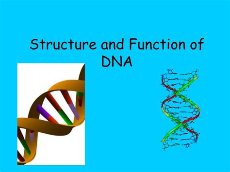 Dna Structure And Function