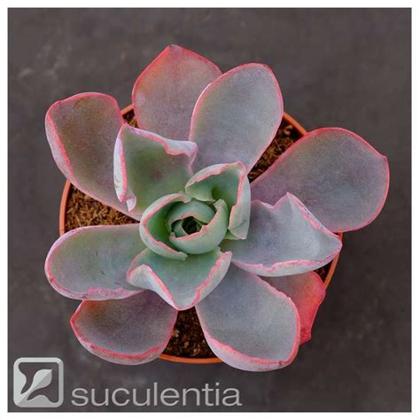 Echeveria Diamond State Variegated Suculentia Venta Online De