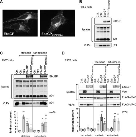 Anti Tetherin Activities Of Hiv Vpu And Ebola Virus Glycoprotein Do