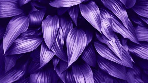 Purple Elegance - Outdoor Plants With Purple Leaves