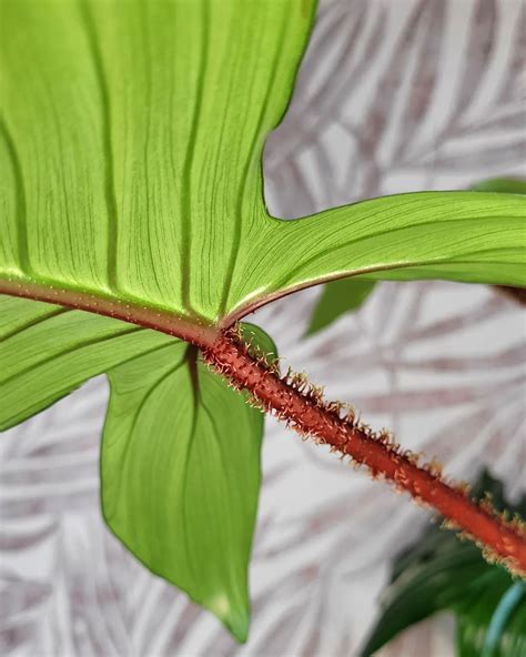 Philodendron Squamiferum Care Growing Guide Plantcarefully