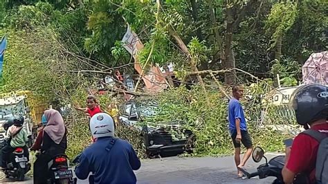 Angin Kencang Tumbangkan Pohon Bpbd Berjaga Jam