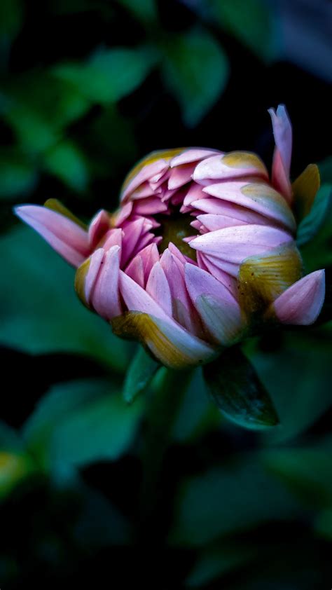 Bloem Dahlia Knop Gratis Foto Op Pixabay Pixabay