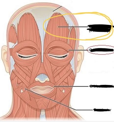 A P Lab Muscles Origin And Insertion Action Nerve Flashcards Quizlet