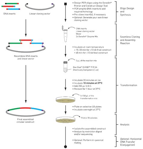 GeneArt Seamless Cloning Assembly Thermo Fisher Scientific