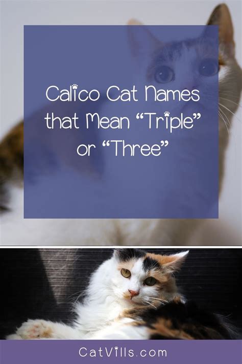 60 Clever Calico Cat Names You Ll Adore Catvills Calico Cat Names Cat Names Calico Cat