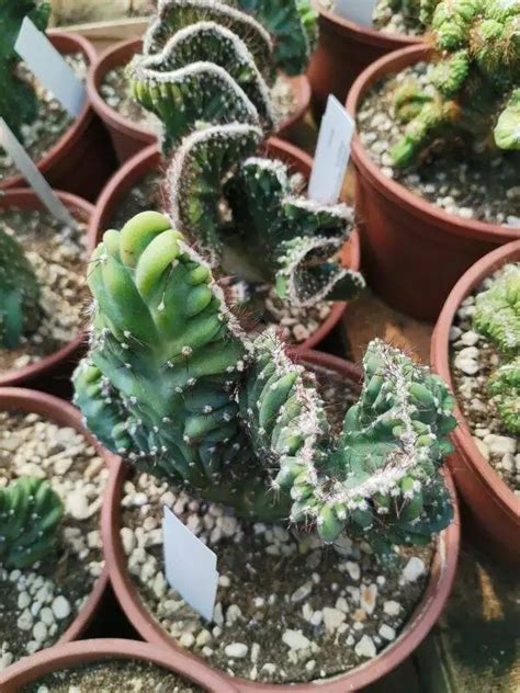 Cereus Peruvianus F Coral Crestata Siracactus Cactus Resistenti Al Gelo