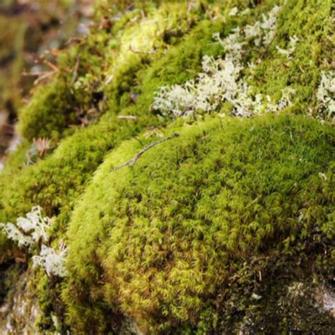 Identifying Lichen In Your Garden