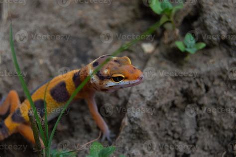 leopard gecko playing in the garden. orange leopard gecko. domesticated reptile. 18772381 Stock ...