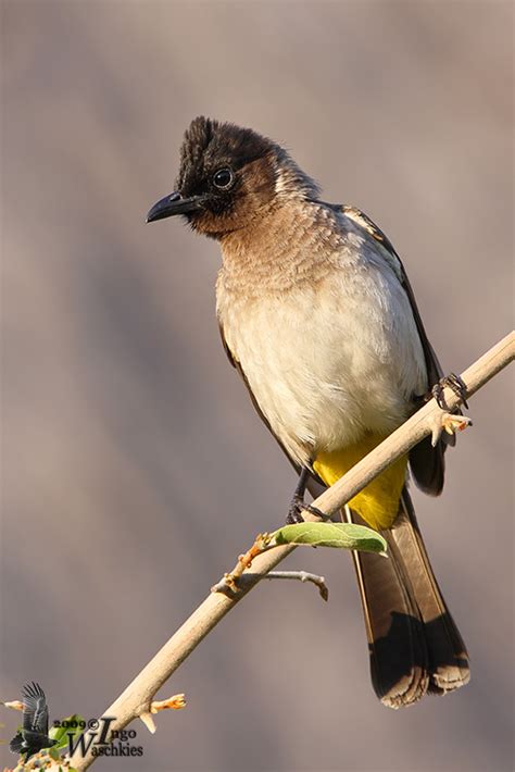 Adult Common Bulbul Photo Ingo Waschkies Photos At