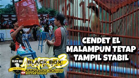 Aksi Cendet EL Milik H NIZAR SUMBER INDAH JOMBANG Di Gelaran BLACK BOX