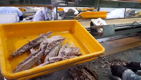 Amazing Process Of Making Canned Tuna Worlds No 1 Tuna Company