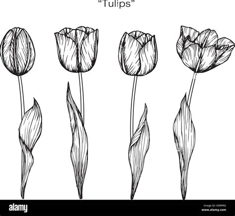 Tulpe Blume Zeichnen Abbildung Schwarz Und Wei Mit Line Art Stock