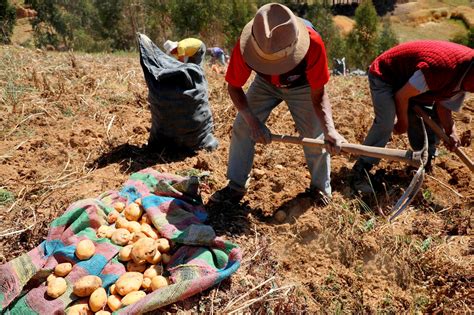 Agrobanco Supera Los S 1000 Millones En Créditos A Pequeños Productores Agropecuarios En