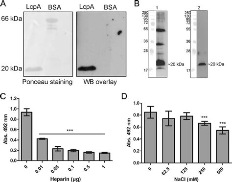 Interaction Of Lcpa With Vitronectin A Left Purified Recombinant