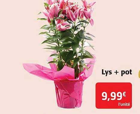 Promo Lys Pot Chez Colruyt Icatalogue Fr