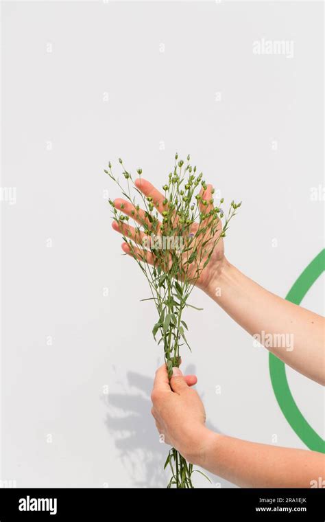 Female Hands Holding Flax Plants With Bolls On White Background Stock