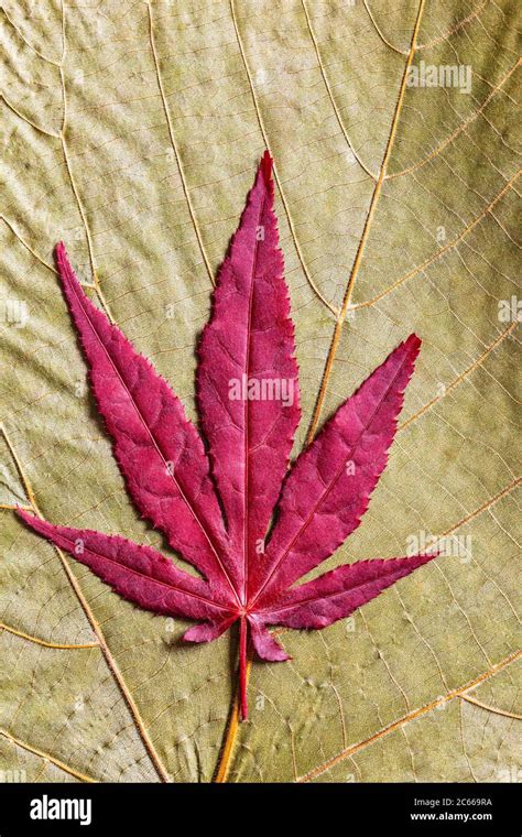 Hoja del arce japonés rojo Acer palmatum Fotografía de stock Alamy