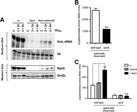 Analysis Of Sral Srna Regulation By Rpos A Sral Expression Is