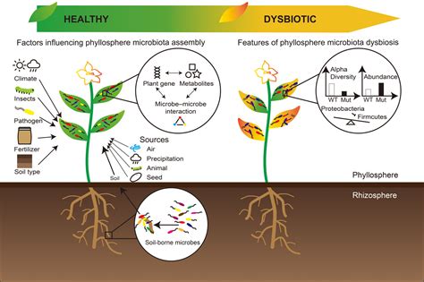 Phyllosphere Microbiota Community Dynamics And Its Interaction With