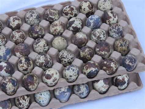 Fresh Coturnix Quail Eggs Northwest Heritage Quail