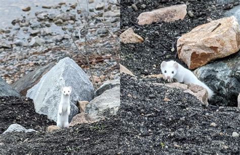 White-coated ermine or winter weasel spotted along Kal Lake - Vernon ...