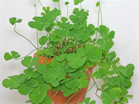 Marsilea minuta