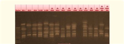 Issr Markers Of Garlic Genotypes Generated By D 14 Download Scientific Diagram