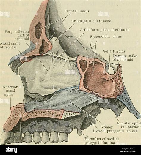 Sella Turcica Anatomy