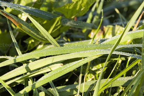 grass dew, close up 9420810 Stock Photo at Vecteezy