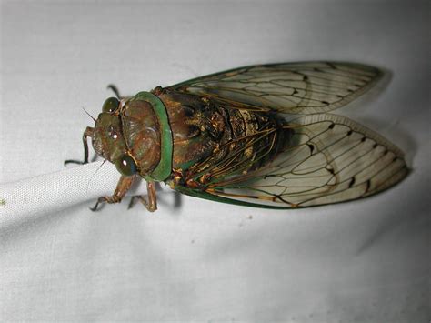 Cicadas Wallpapers - Wallpaper Cave