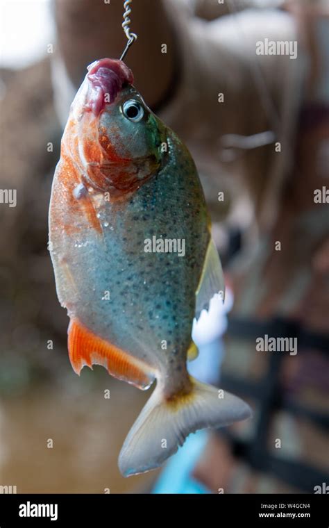 Red Bellied Piranha In The Peruvian Amazon River Stock Photo Alamy