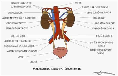 Vascularisation du système urinaire Fiches IDE