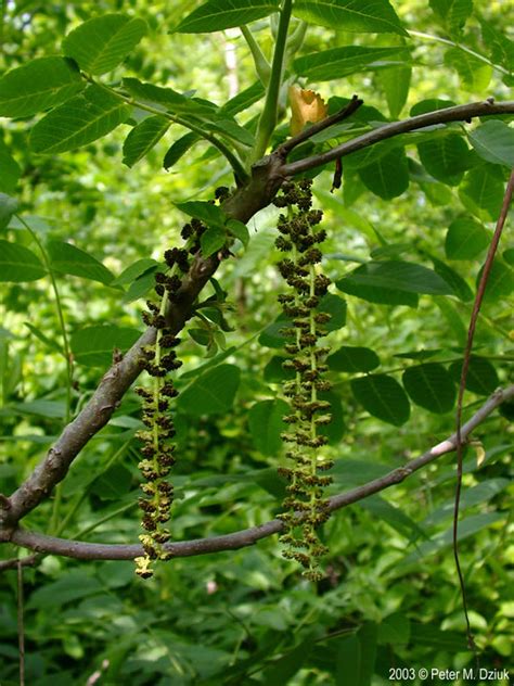 Juglans nigra (Black Walnut): Minnesota Wildflowers